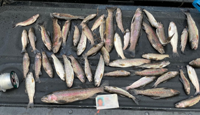 CDFW wildlife officers recently responded to several tips received through the Californians Turn in Poachers and Polluters (CalTIP) site. A wildlife officer contacted a man in possession of 49 rainbow trout in a section of Piru Creek in Los Angeles County that was catch and release only. Piru Creek is one of two streams in the Angeles National Forest managed for wild trout. Size and bag limits are in place to allow recreational harvest and consumption of fish and game species in low enough numbers to ensure their populations are self-sustainable. Left unchecked, poaching activities, like being over the allowable limit and undersized takes (especially before they have a chance to reproduce), threaten those populations and the lawful authority to fish or hunt for them. Witnesses to a poaching or pollution event can report them to CalTIP at https://wildlife.ca.gov/Enforcement/CalTIP.