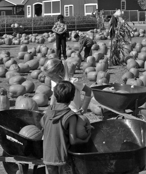 Picking pumpkins at Faulkner Farms.