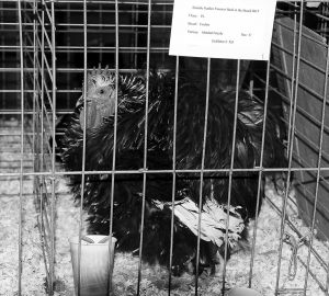 The American Poultry Association held its annual show at the Ventura Fairgrounds, Saturday. More information and photos
next week.