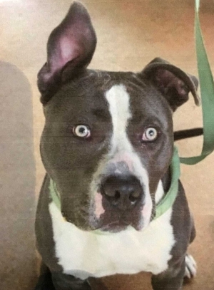 dog is identified as a grey and white pitbull