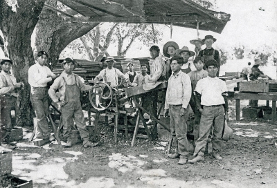 Almond Harvest Upper Ojai, c. 1910, OVM Archive