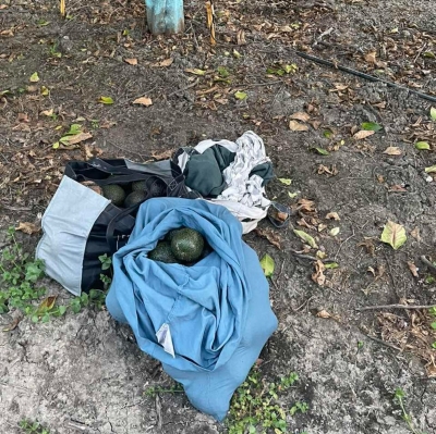 Police bring awareness to Agricultural Theft Trends in the community. Thieves staged large quantities of illegally picked avocados in bags, crates, and other containers within the orchard in an apparent attempt to steal the avocados at a later time. Photos courtesy Ventura County Sheriff’s Office.