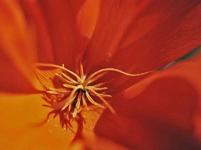 California Poppy by Myrna Cambianica, Ojai Valley Museum.
