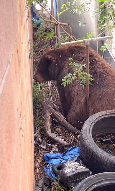 Photo credit Angel Esquivel