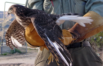 Cooper’s Hawk