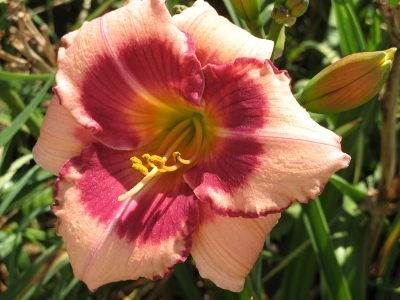 “Daylily variety developed at Greenwood Daylily Gardens” photograph taken by John Schoustra, owner.