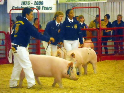 FFA members showng their pigs in showmanship.