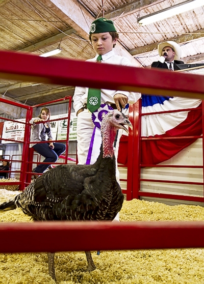 Grand Champion Turkey