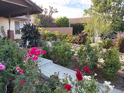 Fillmore Civic Pride volunteers have selected Mig Hernandez as the recipient of the September 2026 “Yard of the Month” award for her beautiful yard in the 600 block of Chaparral Street in Fillmore. Hernandez’s well-maintained yard is pictured above. Photo by Linda Nunez.