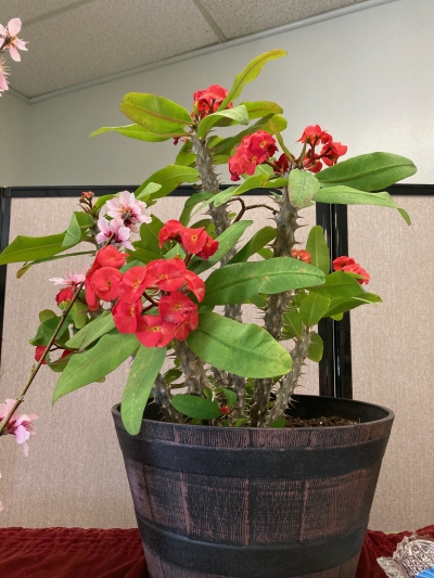 Pictured above is an entry from a previous Fillmore Flower Show. Don’t miss the 2025 show on April 26th & 27th.