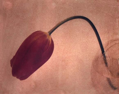 Original – Tulip (Polaroid Transfer) by Cindy Pitou Burton.