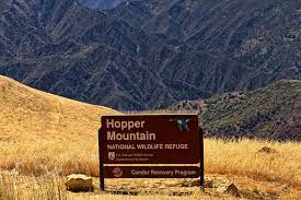 Pictured above is Hopper Mountain National Wildlife Refuge as of today. The Refuge is closed to public access due to the sensitive nature of California condor recovery efforts and physical access limitations, like no public roads leading to the Refuge. Find out more info at https://www.fws.gov/refuge/hopper-mountain. Photos courtesy Fillmore Historical Museum.