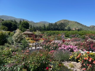 Fillmore Civic Pride Committee recognizes Otto and Sons Nursery (above) and Fillmore High Alumni building (inset) for their beautiful outdoor gardens. Photos courtesy Jan Lee. 