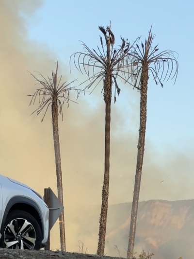 Three Palm trees ignited during Friday's fire which started under the Chambersburg/23 Bridge. Embers from the trees caused several spot fires to spread.    