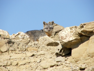 Island Fox