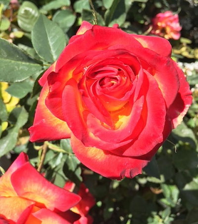On Saturday, April 26th and Sunday, April 27th will be the 2025 Fillmore Flower Show at the Fillmore Active Adult Center a free a event for all ages. Read article for full details. Photo credit Jan Lee.