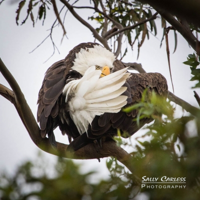 Photograph by Photographer Sally Carless.