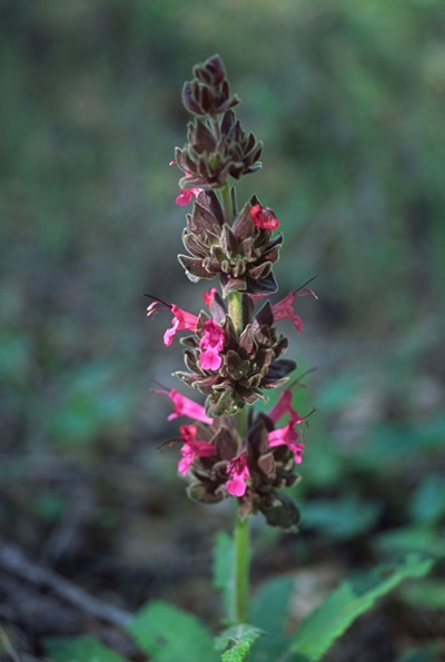 Hummingbird Sage. Photograph by Myrna Cambianica.