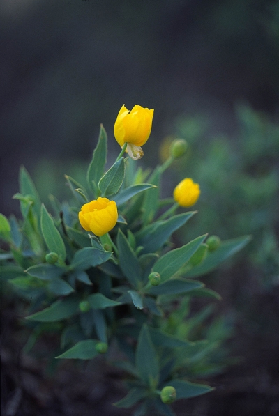 Bush Poppy. Photograph by Myrna Cambianica.