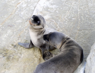 Sea Lion