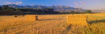 Ojai Hay Bales