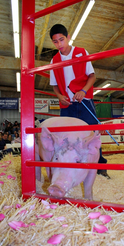 Gabriel Cueva and Pork Butt, Santa Clara Valley Grange won Grange Champion Bred & Fed swine.