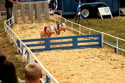 Racing Pigs jump hurdle.