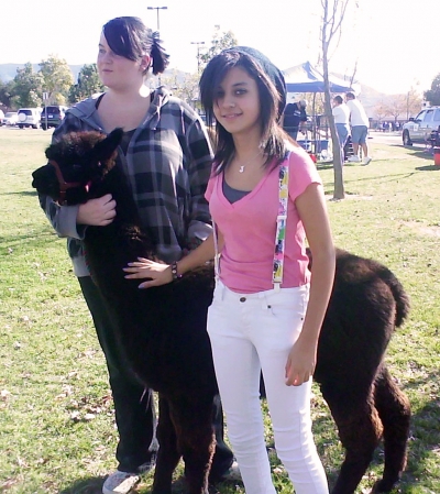 Above, one of the Alpacas that were shared with the students at Fillmore Middle School.