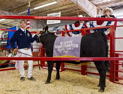 Micah Chumley, 16, Fillmore FFA, stands with “Kevin” replacement heifer who also won Reserve Grand
Champion at the Ventura County Fair. Several Fillmore kids participated in this year’s auction.