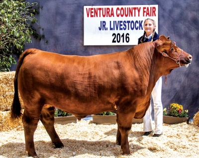 Erin Berrington and “Red Bull” won Reserve FFA Champion Market Steer.