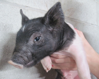 A wary eye checks out the camera. He/she is one of eight in the litter owned by FFA member Craig Harvey.