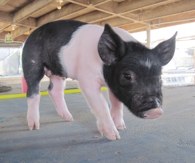 This little piggy was born July 11th at the Fillmore High School Farm. He/she has seven brothers and sisters!