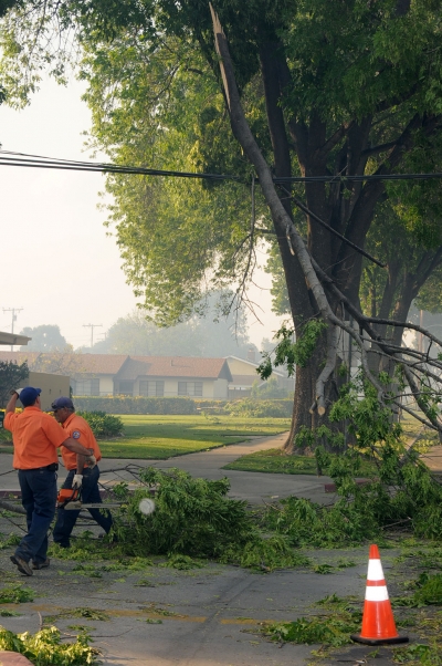 One of dozens of trees damaged by the high winds.