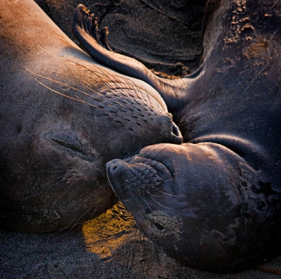 San Simeon Bliss by Photographer Susannah Sofaer Kramer 