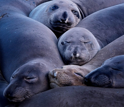 San Simeon Seals by Photographer Susannah Sofaer Kramer 