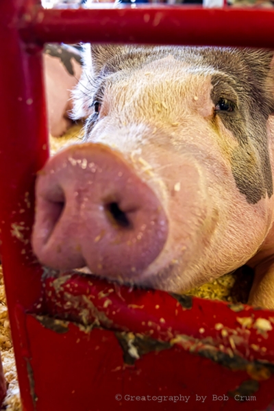 A happy pig smiles for the camera. 