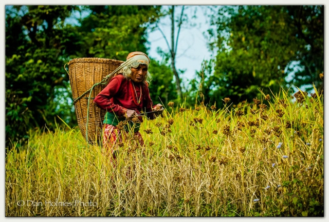 "Millet Harvest" photo by Dan Holmes