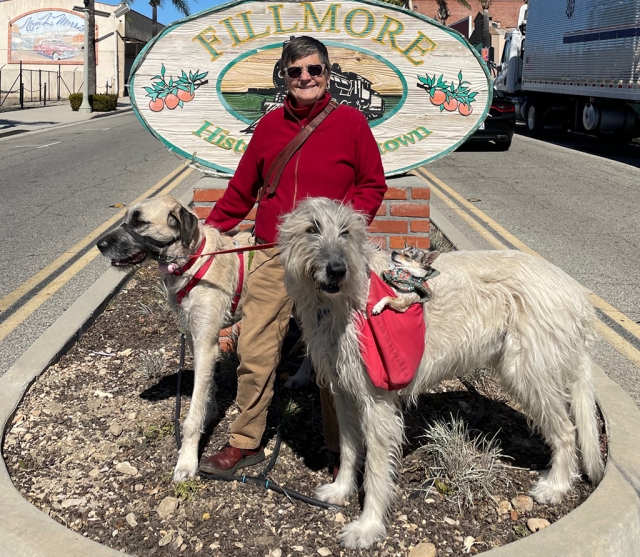 Birch Greyloch of Fillmore with Forest, her six-year-old male Irish Wolfhound, Dahlia, a ten-month-old female Irish Wolfhound/Mastiff and nine-year-old Chihuahua, Violet. Birch is recognized in town as “the lady with the big dogs and Chihuahua.”