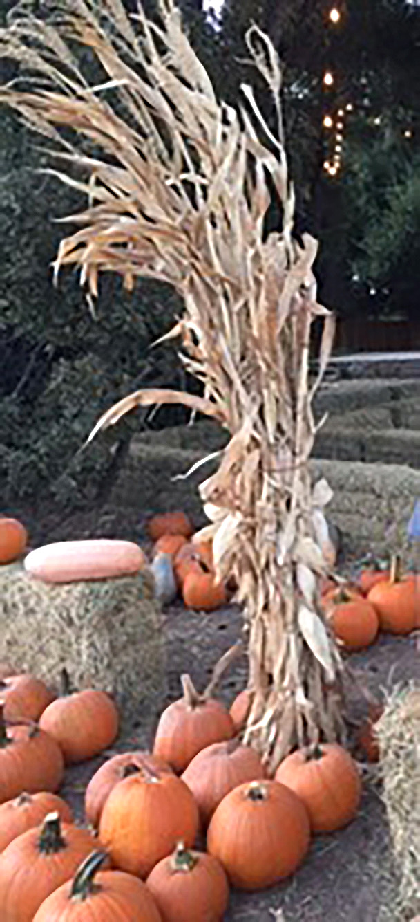 By Linda Nunes

Just a friendly, EARLY, reminder to get your Fall Harvest/Halloween decorating done, so you will be ready for Civic Pride Volunteers to make their winning selection on October 18 & 19. The article should be in the Fillmore Gazette & “What’s Happening…” (Facebook) on October 23rd with honorable mentions, so you can tour around to see the displays. 
If you see a great display before the selection date, please text Linda Nunes at 805-302-7527 or email to lsnunes1411@gmail.com & we will check it out.
