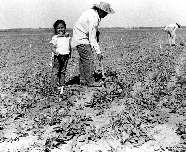 Cultivating Oxnard Sugar Beets; MVC Research Library Collection