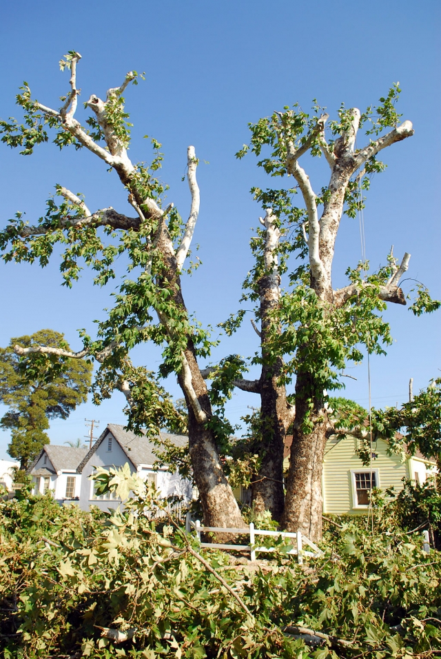 Sycamore tree on Kensington.