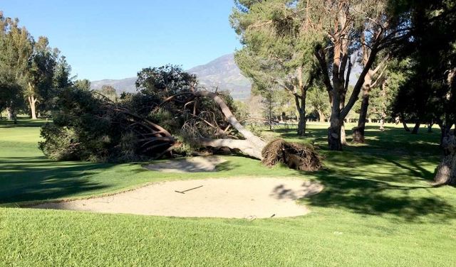 Fillmore’s last storm knocked down a tree at Elkins Golf Course. Fillmore is expected to get more rain starting Thursday February 16th, so be sure to have your umbrellas ready.