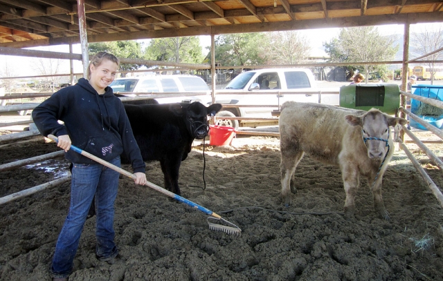 Macie Wokal cleans her heifers, Jesse and Lil Bo Peep, stalls after last week’s heavy rains.