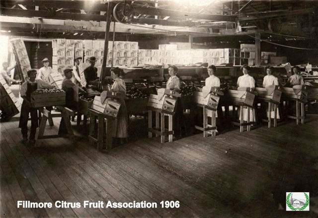 The Fillmore Citrus Fruit Association in 1906. Photos courtesy Fillmore Historical Museum.
