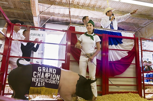 Tina Wheeler - Sespe 4H won Grand Champion pig at the Ventura County Fair last week.