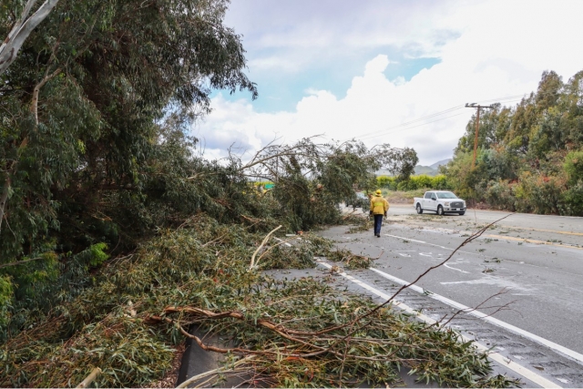 On Saturday, March 30, at around 12:00 p.m., California Highway Patrol responded to reports that a large tree had fallen and was blocking the eastbound lanes of SR126 near Old Telegraph Road. CHP officers arrived and requested Caltrans and the VCFD for traffic control and chainsaws. While crews cleared the roadway, both directions of SR126 were shut down for over 30 minutes. Photo Credit: Angel Esquivel-Firephoto_91.