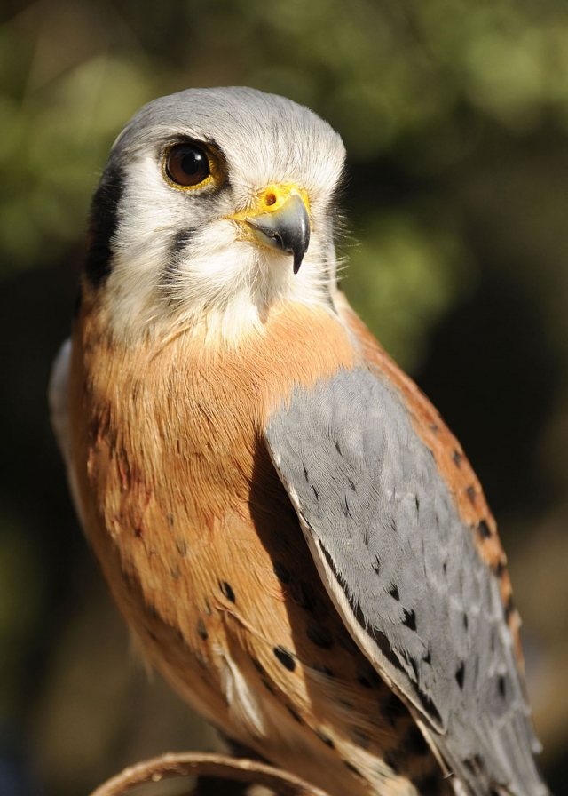 North American Kestrel