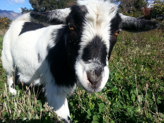 Goat, Museum of Ventura County, Agriculture Museum