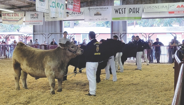 Junior Livestock Auction’s Earl Holder Champion Auction results are as follows: Carolina
Lopez of the Fillmore Future Farmers of America sold her pen of three grand champion
market rabbits for $1,100 to T&T. Janaey Cadena of the Fillmore FFA sold her reserve
grand champion rabbits for $1,100 to Krista Gaumer-Nowak. Erin Berrington of the
Fillmore FFA sold her 1,328-pound reserve grand champion steer for $6 a pound to
Quality Ag. Brooke Allen of Sespe 4-H sold her 94-pound grand champion goat for $30
a pound to T&T