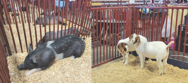 On August 2nd to 13th, folks from all over traveled to the Annual Ventura County Fair
for food, music, crafts, rides, games and more. They also held the Annual Junior Livestock
Auction where students from FFA, 4-H and other groups from Ventura County gathered to
showcase and auction their animals.